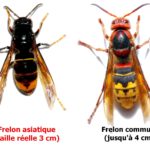 Fin du piégeage des frelons asiatiques