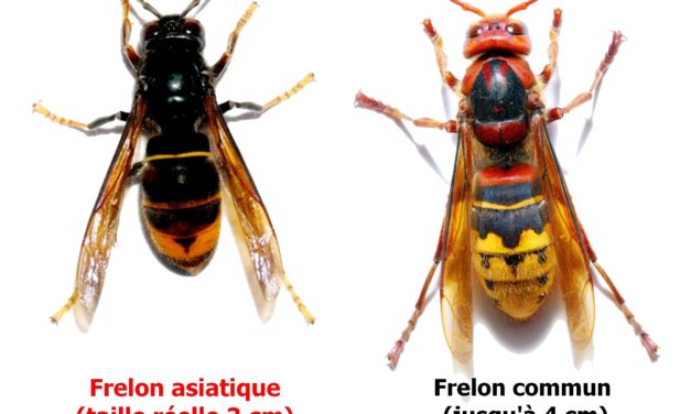 Fin du piégeage des frelons asiatiques