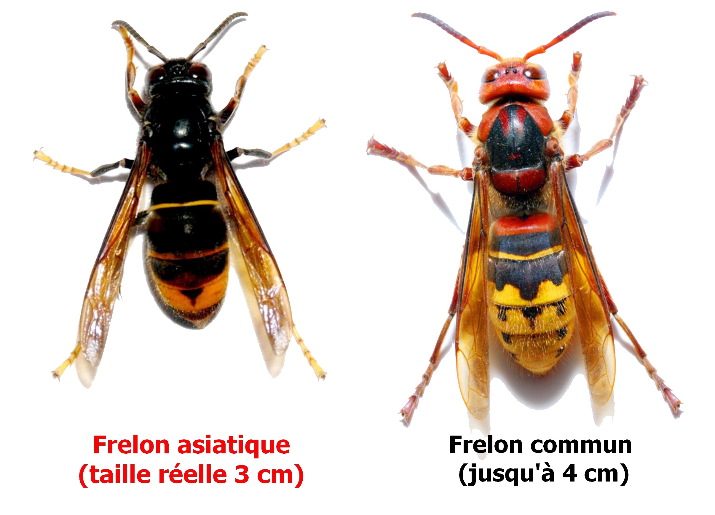 Fin du piégeage des frelons asiatiques