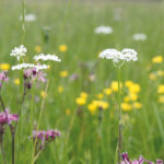 Eco-Journée faune et flore ce dimanche 15/05/22