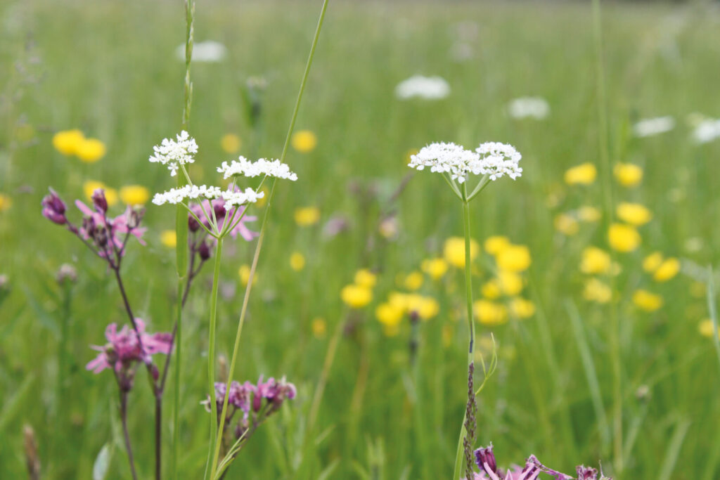 Eco-Journée faune et flore ce dimanche 15/05/22