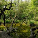 INFO : Danger en Forêt - arbres morts