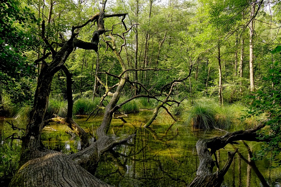 INFO : Danger en Forêt - arbres morts