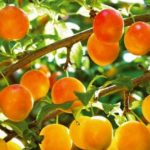 Les mirabelles sont mûres et dispos au verger « Gay »