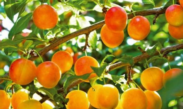 Les mirabelles sont mûres et dispos au verger « Gay »