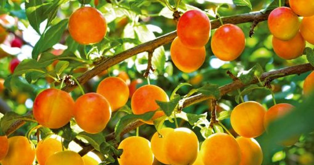 Les mirabelles sont mûres et dispos au verger "Gay"